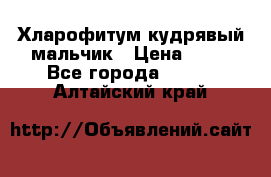 Хларофитум кудрявый мальчик › Цена ­ 30 - Все города  »    . Алтайский край